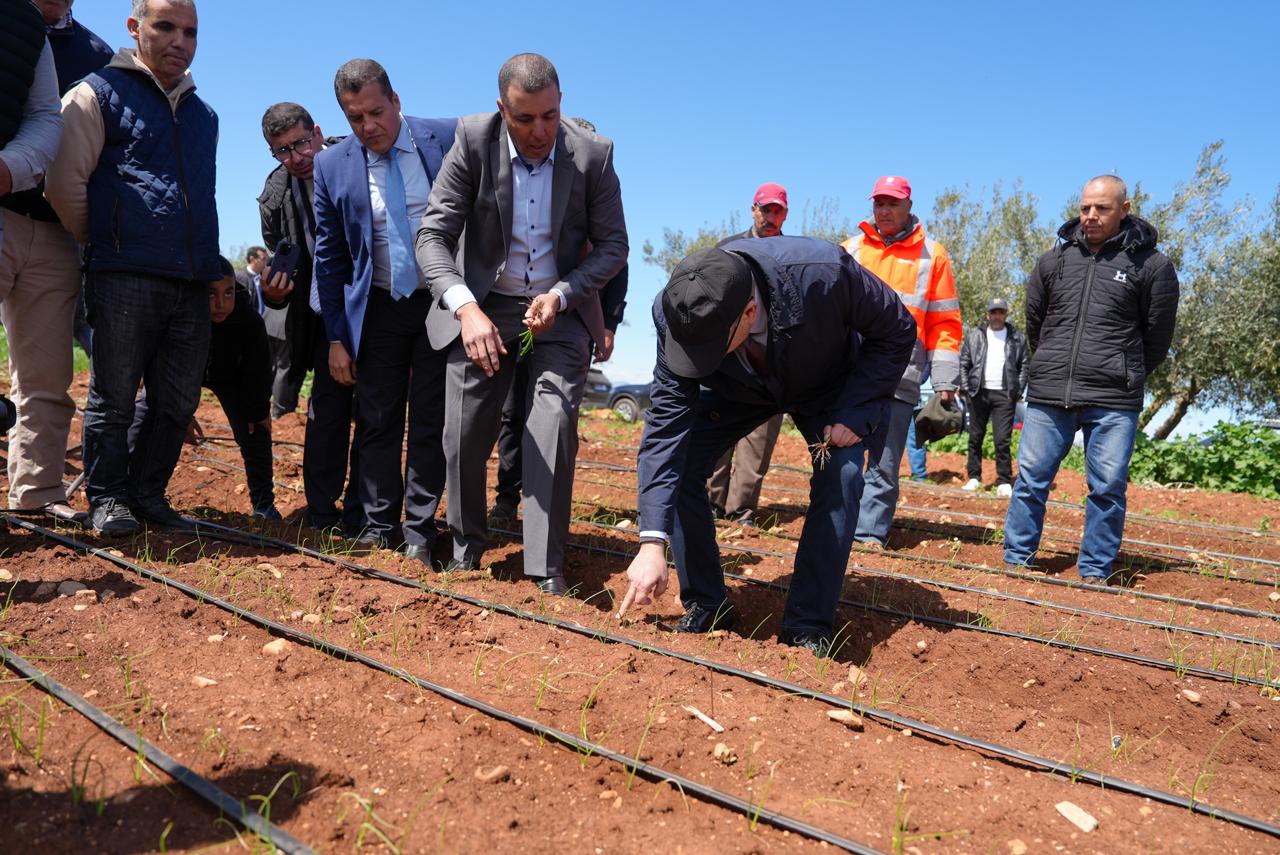 Fès-Meknès : Impact positif des dernières pluies sur les cultures